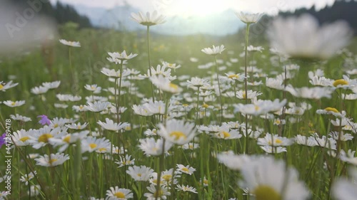 Alpine chamomile meadow in summer. Camera moves between flowers, insects fly around. Magnificent flower meadow, mountains in the background