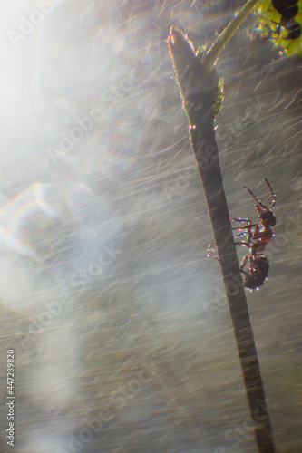 Close-up of an ant crawling along a thin twig during heavy rain. Lines from falling drops are visible. Stormrain and hurricane concept. photo