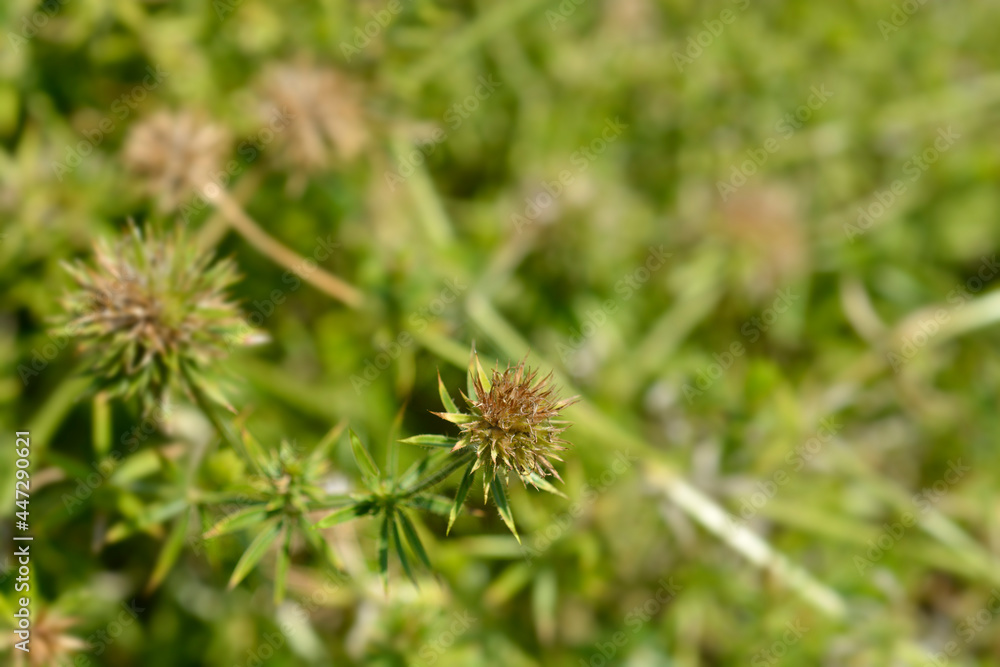 Fototapeta premium Caucasian crosswort
