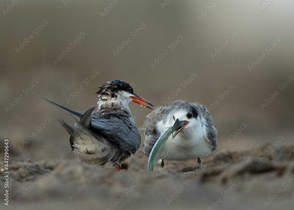 Fototapeta premium White-cheeked Tern feeding its chick at Asker marsh, Bahrain