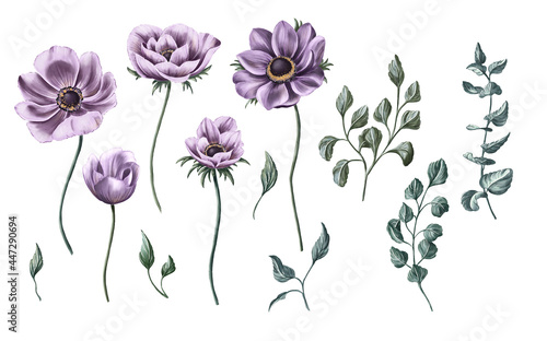 Set of magnificent purple anemones and leaves elements. Hand-drawn collection of purple flowers, and green branches and leaves. Isolated herbal illustrations. The hand-painted concept for wedding