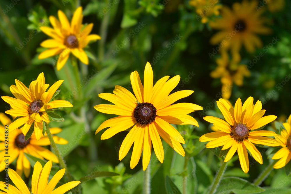 Deams coneflower Deams coneflower