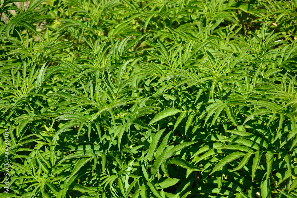 European dwarf elder European dwarf elder