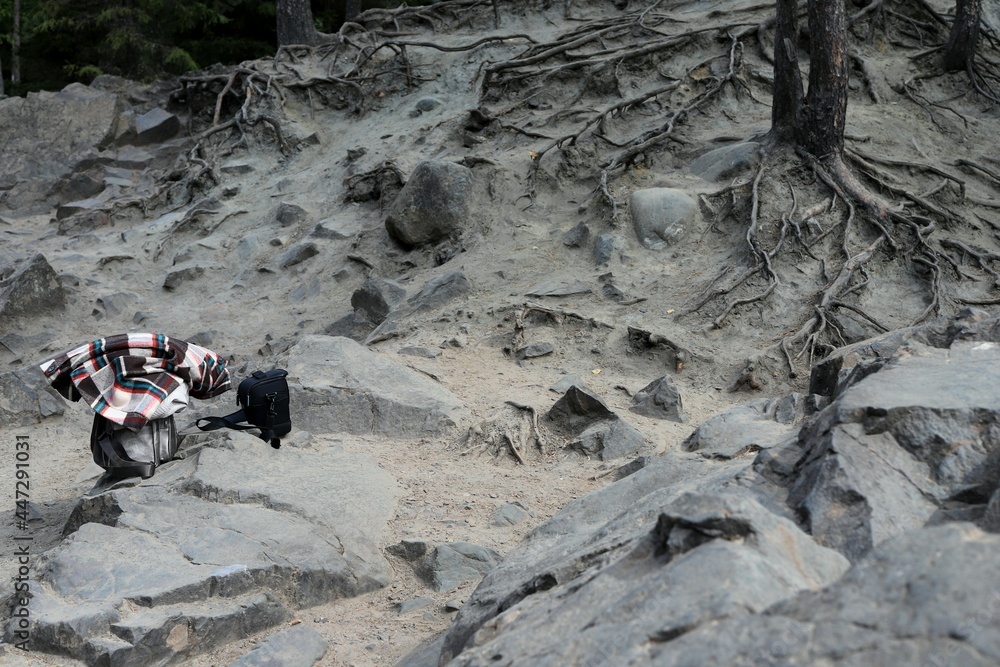 tourists left their things among the roots of pine trees that wrap around stones tourists left their things among the roots of pine trees that wrap around stones