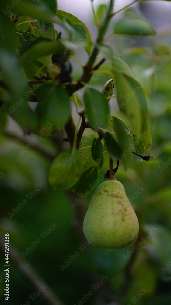 Obraz premium Plant - Vase - Nature