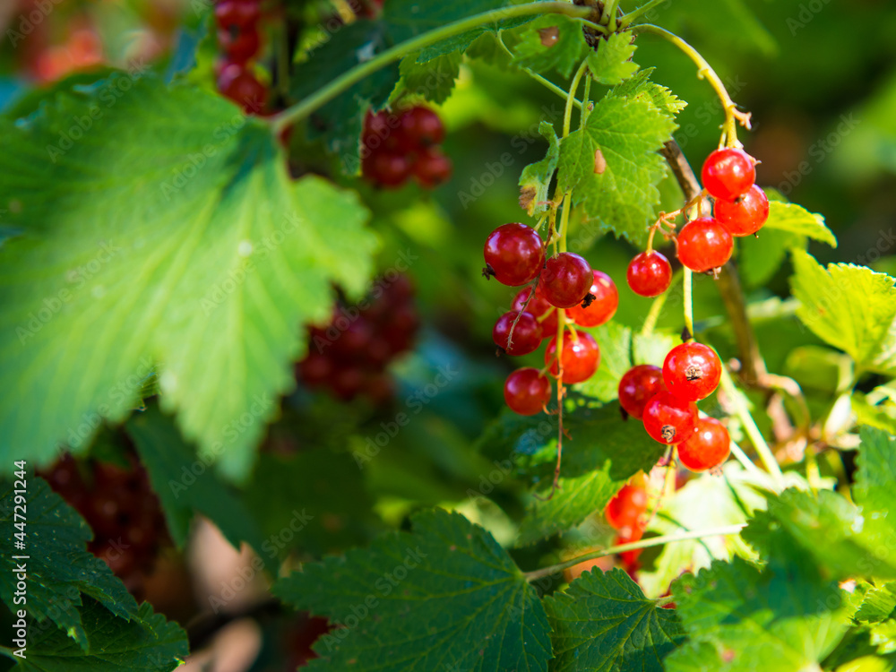 Ripe red currant berries on a bush branch on a sunny day (Ribes rubrum). Ripe red currant berries on a bush branch on a sunny day (Ribes rubrum).