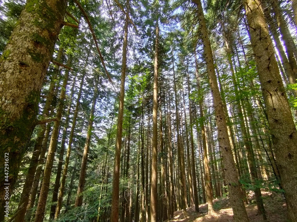 trees in the forest trees in the forest