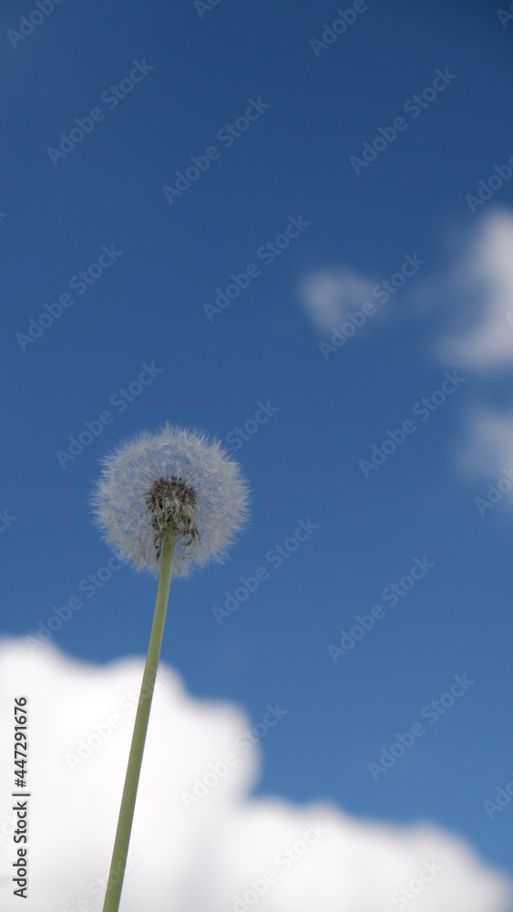 Dandelion under clear blue sky