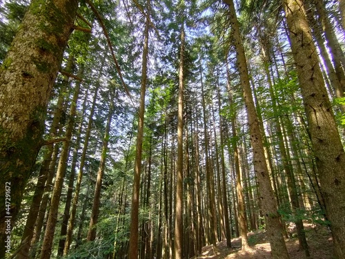 trees in the forest