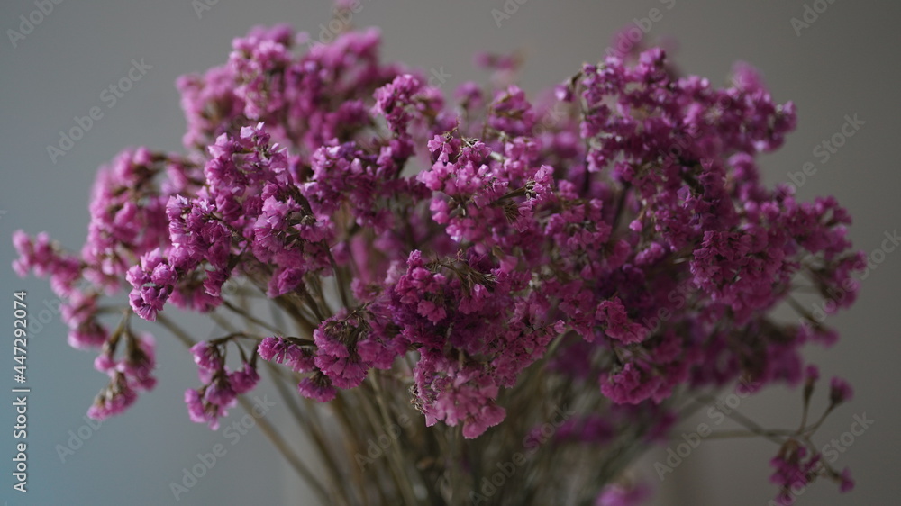 Obraz premium Nature - Plant - Flower - Pink 