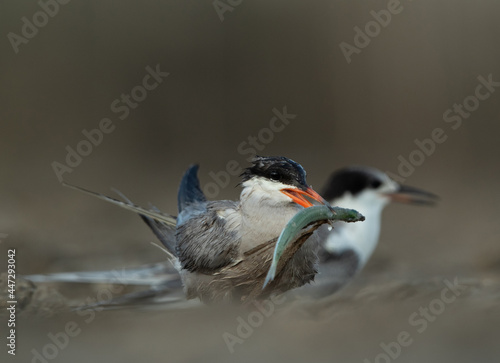 White-cheeked Tern with a fish for chick at Asker marsh, Bahrain