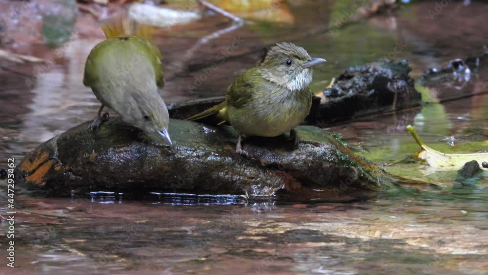 Grey-eyed Bulbul nature bird playing water. Grey-eyed Bulbul nature bird playing water.