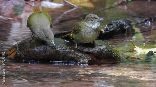 Grey-eyed Bulbul nature bird playing water.