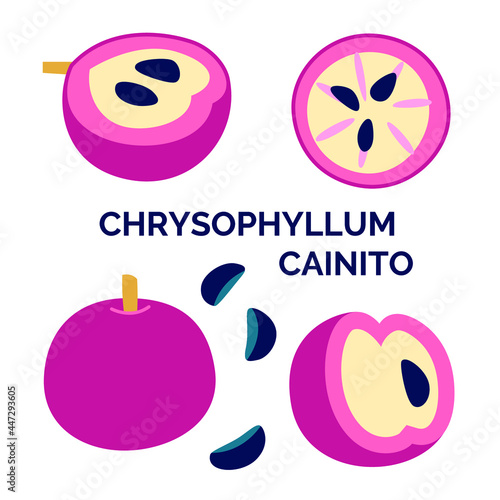 Set of vector hand drawn illustration of tropical fruit chrysophyllum cainito photo