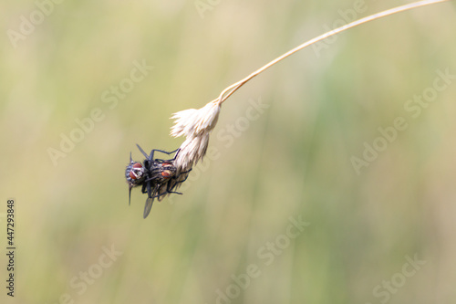 Close up of two flies reproducing. Insects on a plant to reproduce.  photo