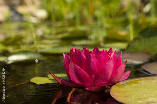 Close up of red water lily flower seen from low angle with green plants in the blurred background