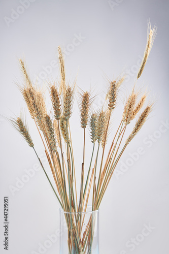 Vertical shot bouquet of wheat or rye ears in the glass vase.
