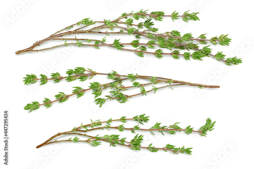 Quadro su tela fresh thyme isolated on a white background with clipping path and full depth of field, Top view