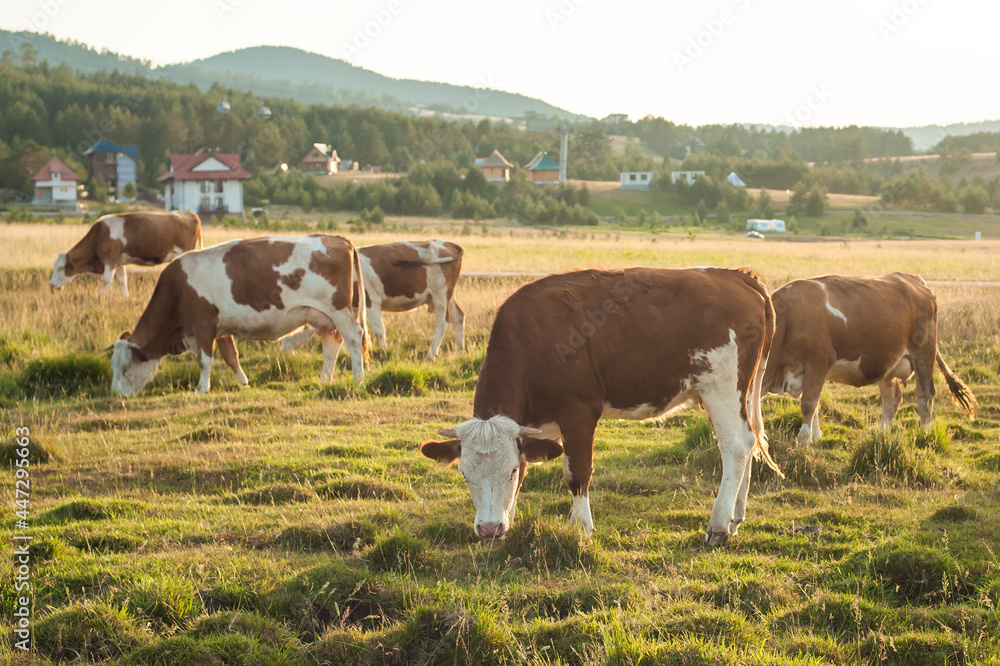 Cows on mountain pasture grazing the grass in a field surrounded by mountains. Beautiful summer scenery in mountains. Harmony with nature Cows on mountain pasture grazing the grass in a field surrounded by mountains. Beautiful summer scenery in mountains. Harmony with nature