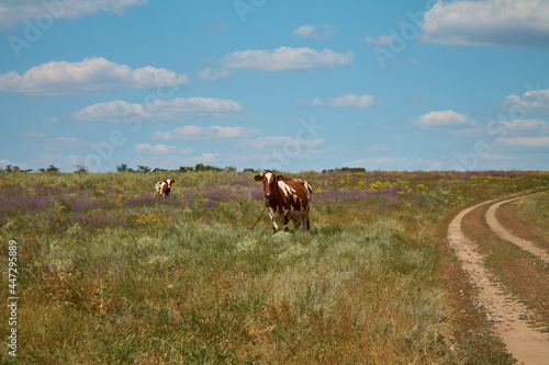 Cows graze on a blooming field © daryakiprina14