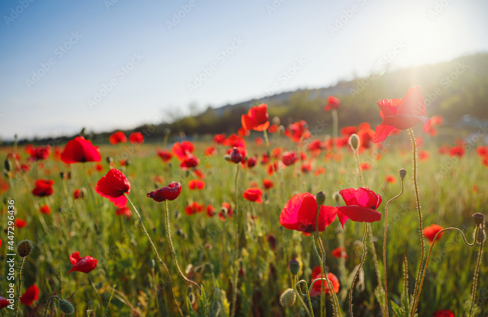 Obraz premium Poppy meadow in the light of the setting sun