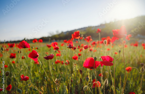 Poppy meadow in the light of the setting sun