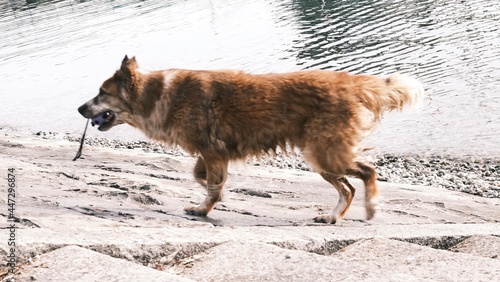 Dog retrieving a ball from Lake Zurich