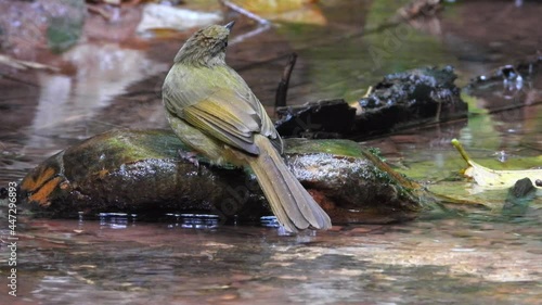 Grey-eyed Bulbul nature bird playing water.