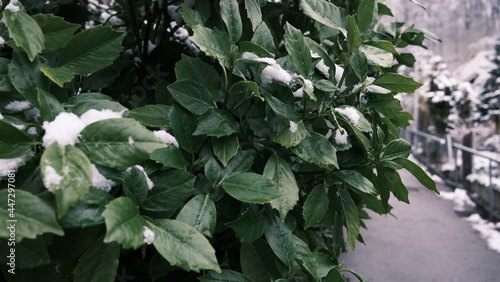 Snow on green leaves