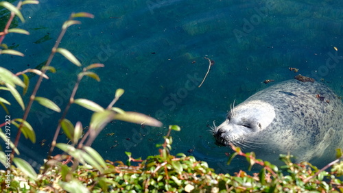 Seal of Zurich Zoo