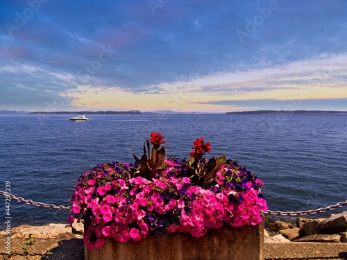 Flower bed at the shore of Sidney BC in the summer © pr2is