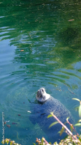 Seal of Zurich Zoo