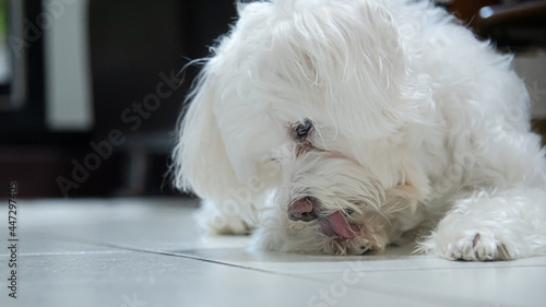 cute white dog portrait who is licking paws