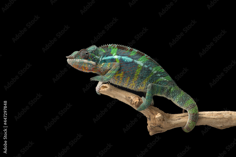 Naklejka premium Rainbow Panther chameleon isolated on black background