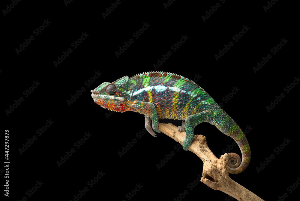 Fototapeta premium Rainbow Panther chameleon isolated on black background