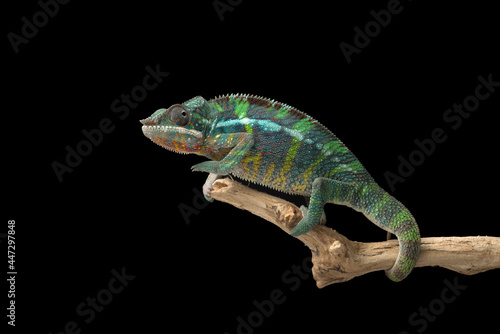 Rainbow Panther chameleon isolated on black background