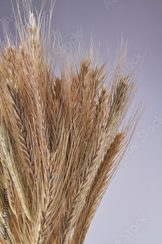 Vertical shot wheat and eye spikelets on grey background.