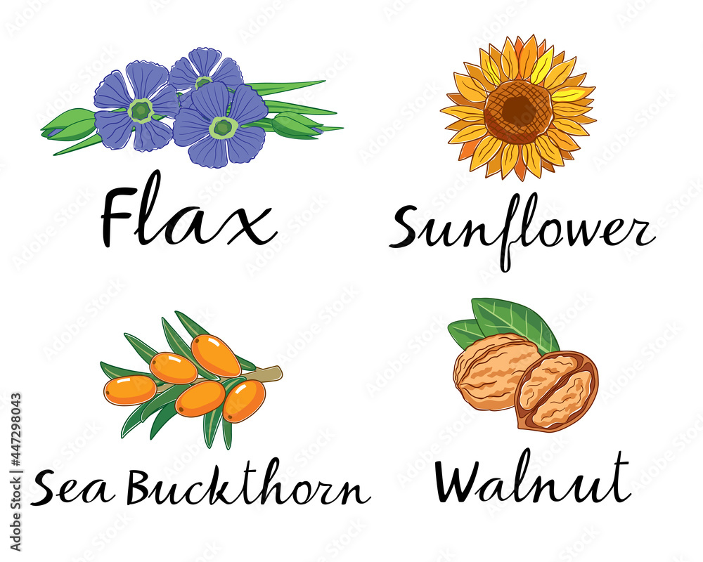 Flax, Sunflower, Sea Buckthorn and Walnut. Vector pictures for packaging. Hand graphics