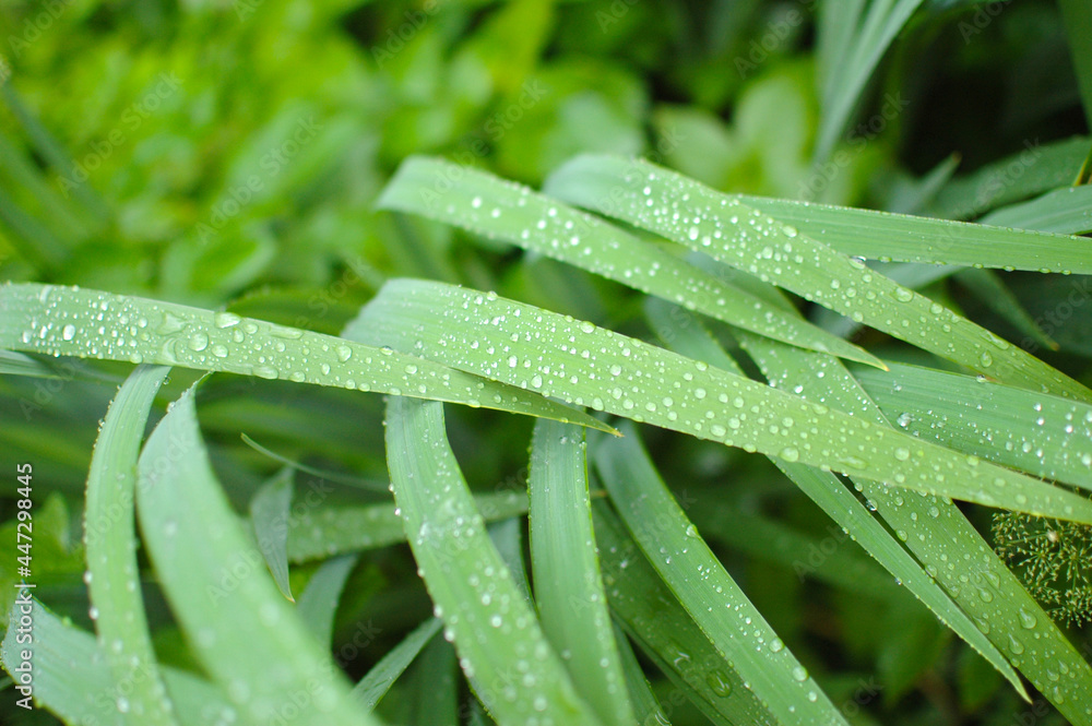 Green grass after the rain. Raindrops on the grass. Grass stalks after the rain. Green grass after the rain. Raindrops on the grass. Grass stalks after the rain.