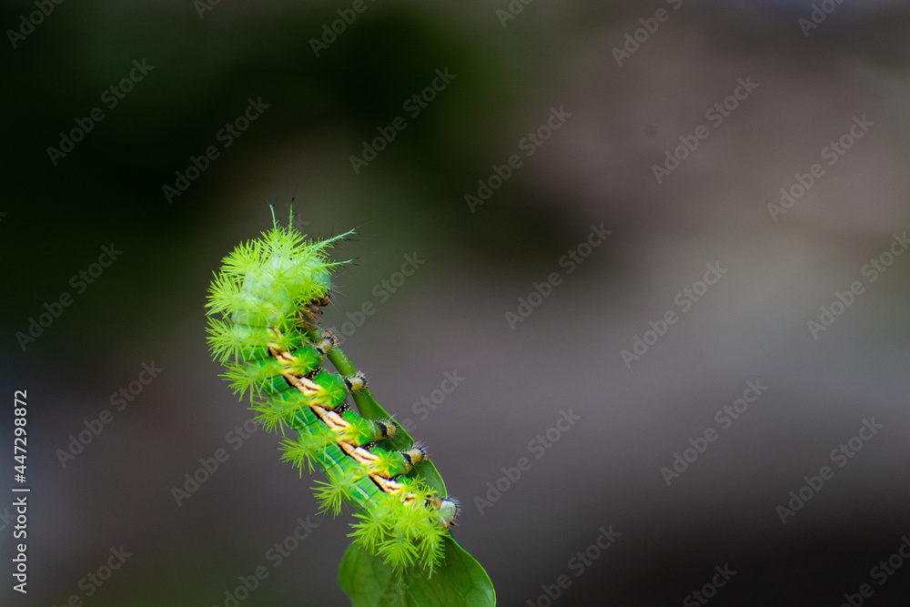 Fototapeta premium close up of a caterpillar