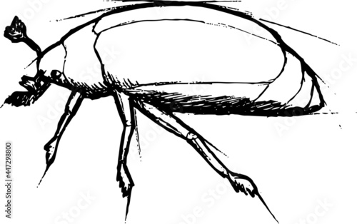 Black and white sketch of a beetle