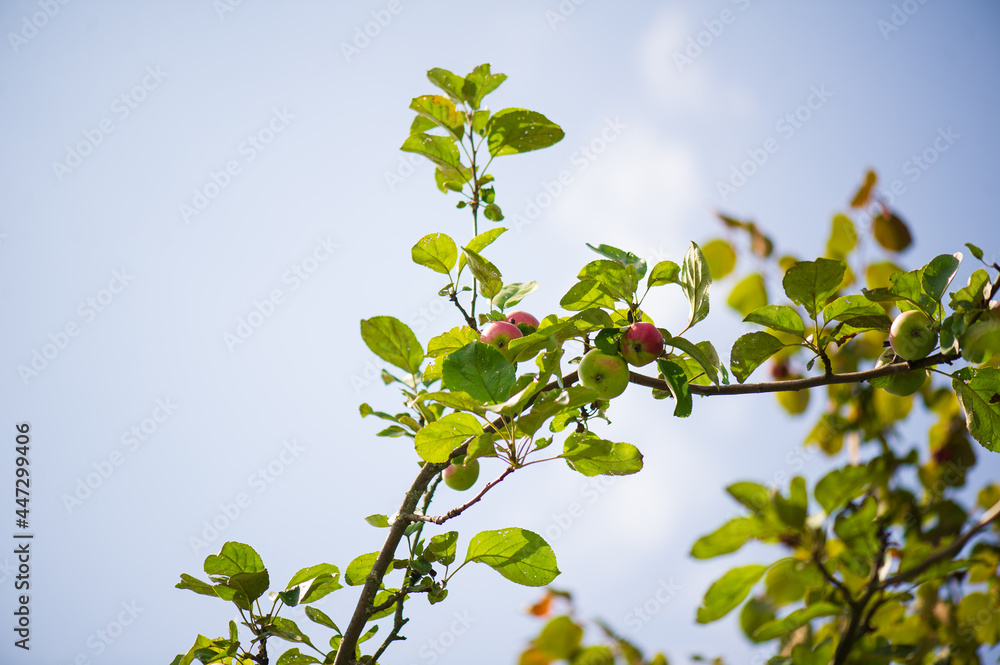 ripe apples in the foliage in summer 