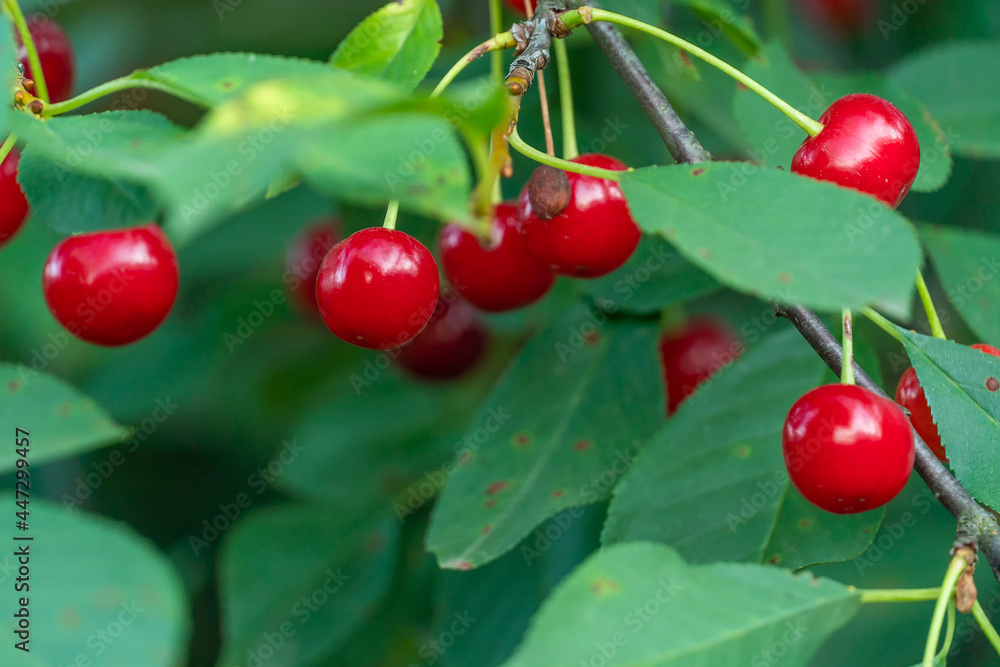 Obraz premium Close-up of ripe cherries on a tree branch with copy space