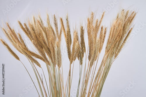 Cereal grains wheat ears isolated on white background.