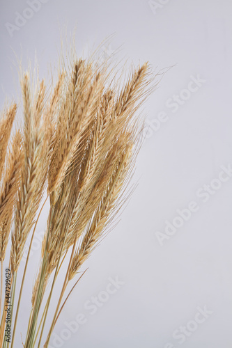 Vertical shot of golden wheat ears on white background.