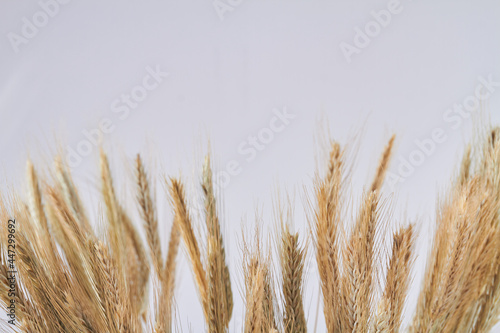 Wheat ears spiklelets and copy space on white background.