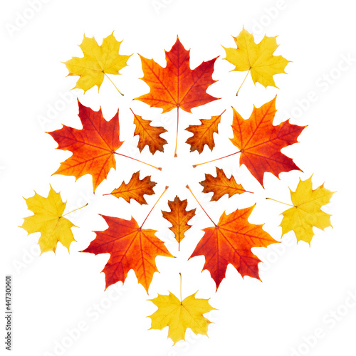  Autumn pattern for design. Autumn leaves on a white background. Dry leaves of oak and maple pattern.