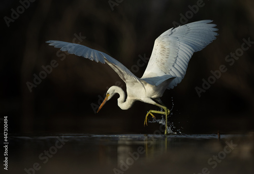 Western reef egret white morphed fishing at Asker marsh, Bahrain photo