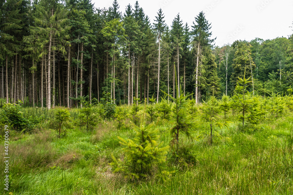 Wiederaufforstung durch Anpflanzen von Jungbäumen im Mischwald