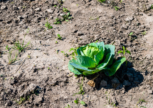 Valokuva Single Cabbage Grows On Dry Soil